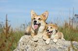 CORGI PEMBROKE 794